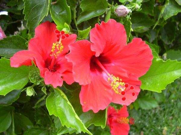 Hibiscus Διαμέρισμα Marausa Εξωτερικό φωτογραφία